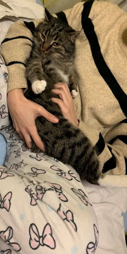 Dragomir- petsitter București sau Bonă pentru animale pentru câini pisici 