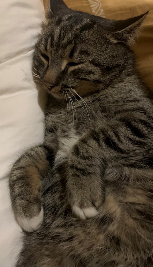 Dragomir- petsitter București sau Bonă pentru animale pentru câini pisici 