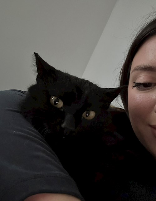 Dragomir- petsitter București sau Bonă pentru animale pentru câini pisici 