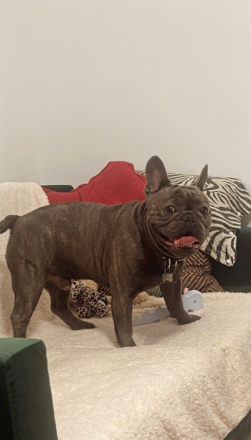 Dragomir- petsitter București sau Bonă pentru animale pentru câini pisici 