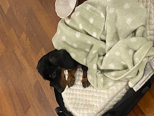 Cimpoiasu- petsitter București sau Bonă pentru animale pentru câini pisici 