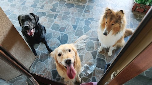 Iustina- petsitter Dezmir vagy Állat szitter a kutyák cicák 