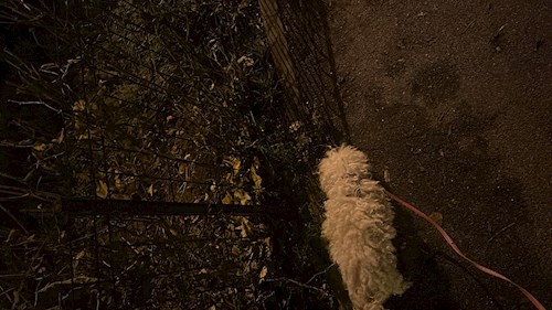 Alessia- petsitter București sau Bonă pentru animale pentru câini pisici 