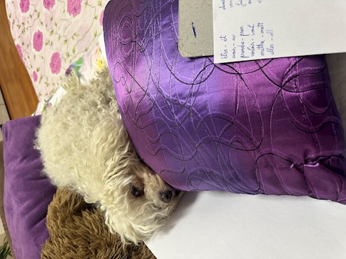 Alessia- petsitter București sau Bonă pentru animale pentru câini pisici 