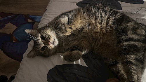 Alessia- petsitter București sau Bonă pentru animale pentru câini pisici 