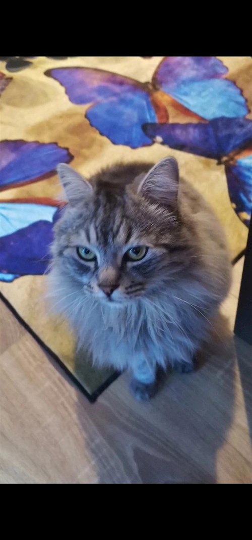 Alessia- petsitter București sau Bonă pentru animale pentru câini pisici 