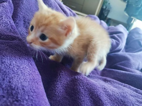 Alessia- petsitter București sau Bonă pentru animale pentru câini pisici 