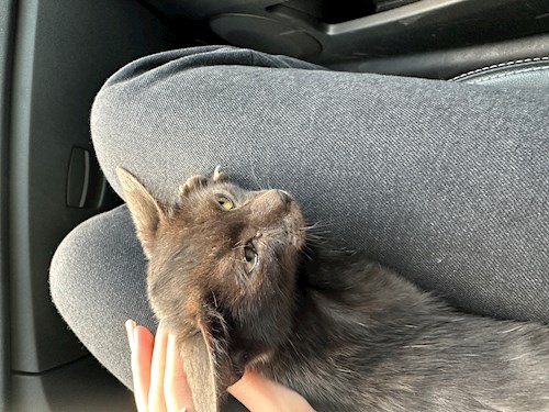 Alessia- petsitter București sau Bonă pentru animale pentru câini pisici 