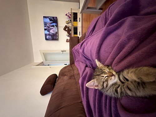 Alessia- petsitter București sau Bonă pentru animale pentru câini pisici 