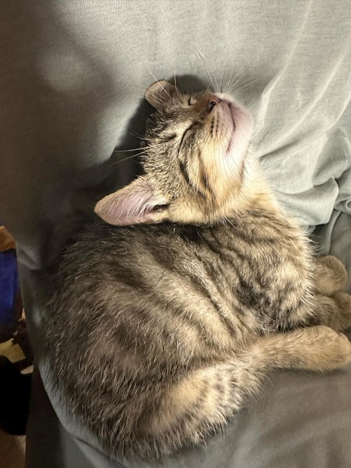 Alessia- petsitter București sau Bonă pentru animale pentru câini pisici 