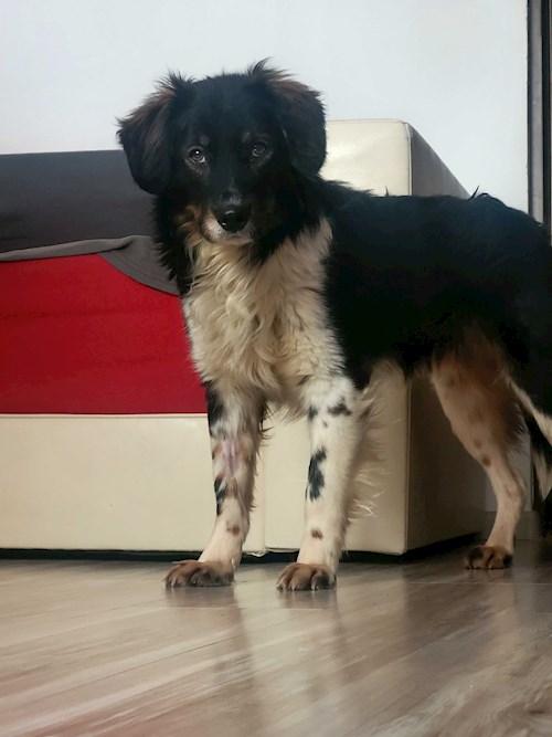 Cristina- petsitter București sau Bonă pentru animale pentru câini pisici 