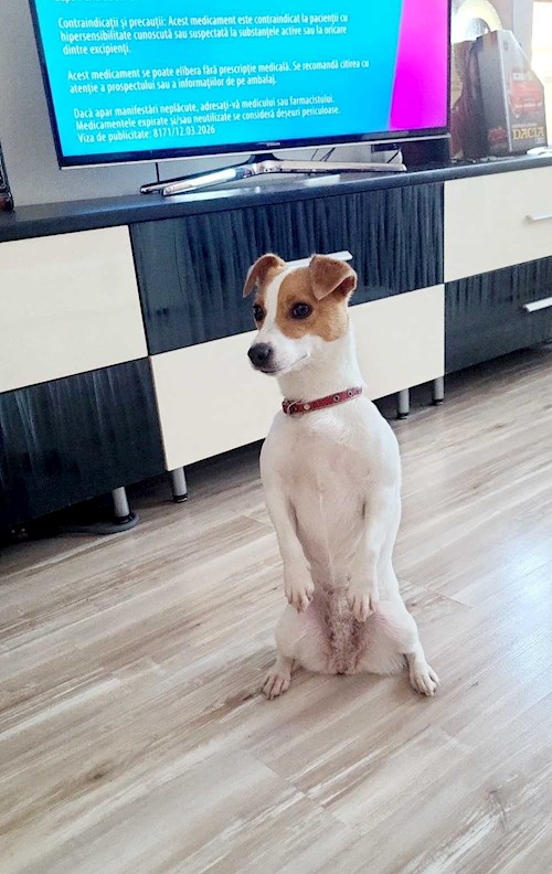 Cristina- petsitter București sau Bonă pentru animale pentru câini pisici 