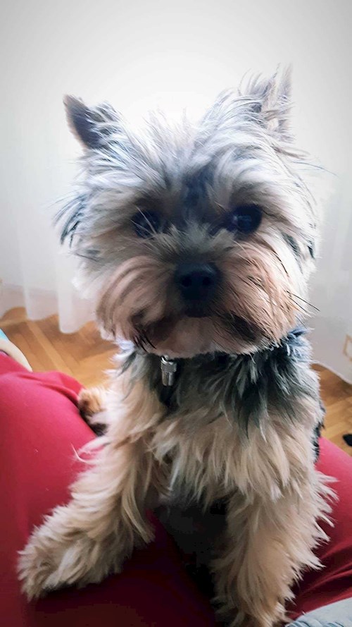 Cristina- petsitter București sau Bonă pentru animale pentru câini pisici 
