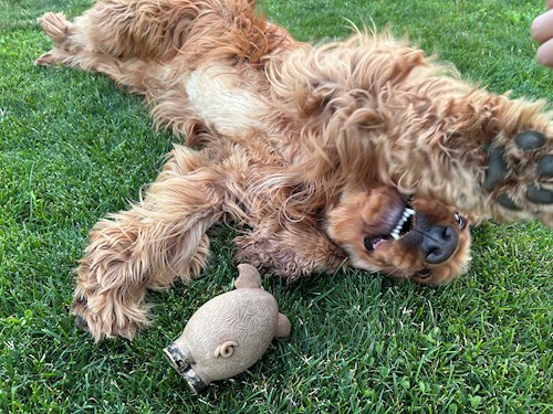 Bianca- petsitter Livezeni sau Bonă pentru animale pentru câini pisici 