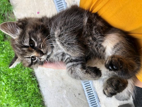 Bianca- petsitter Livezeni sau Bonă pentru animale pentru câini pisici 