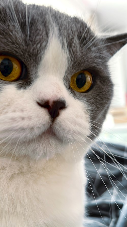 Bianca- petsitter Livezeni sau Bonă pentru animale pentru câini pisici 
