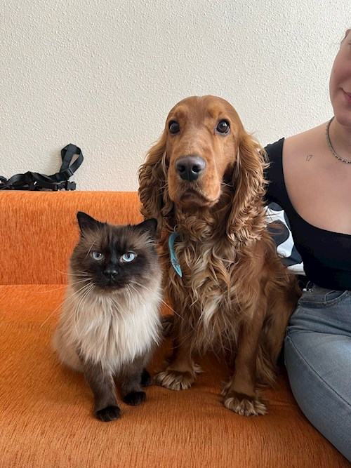 Maria-Sorana- petsitter București sau Bonă pentru animale pentru câini pisici 