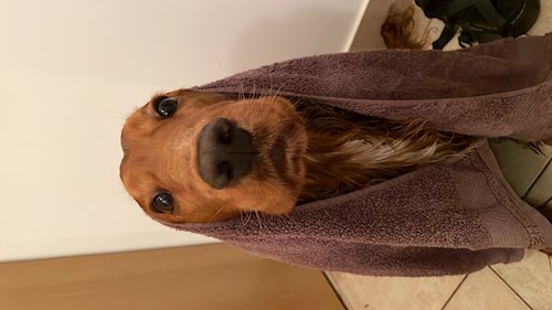 Maria-Sorana- petsitter București sau Bonă pentru animale pentru câini pisici 