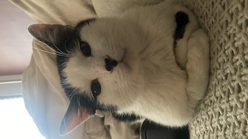 Maria-Sorana- petsitter București sau Bonă pentru animale pentru câini pisici 