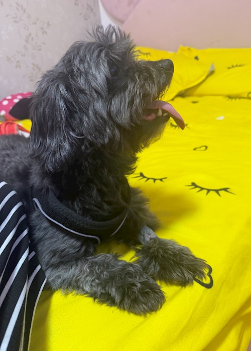 Roberta- petsitter București sau Bonă pentru animale pentru câini pisici 