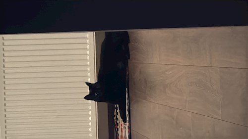 Diana-Maria- petsitter București sau Bonă pentru animale pentru câini pisici 