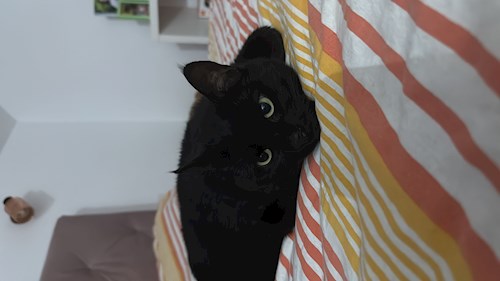 Diana-Maria- petsitter București sau Bonă pentru animale pentru câini pisici 