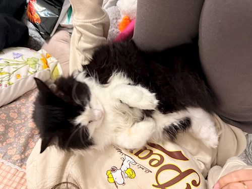 Diana-Maria- petsitter București sau Bonă pentru animale pentru câini pisici 