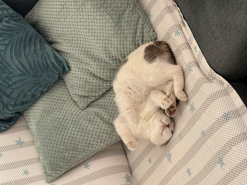 Diana-Maria- petsitter București sau Bonă pentru animale pentru câini pisici 