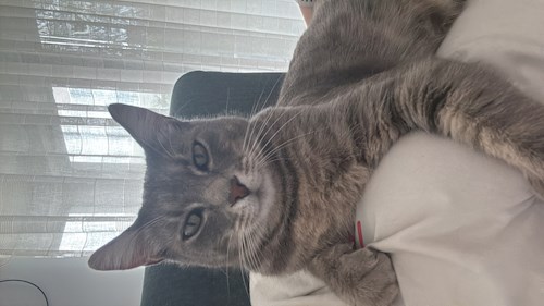 Diana-Maria- petsitter București sau Bonă pentru animale pentru câini pisici 