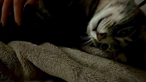 Diana-Maria- petsitter București sau Bonă pentru animale pentru câini pisici 