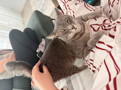 Diana-Maria- petsitter București sau Bonă pentru animale pentru câini pisici 