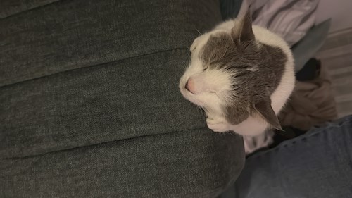 Diana-Maria- petsitter București sau Bonă pentru animale pentru câini pisici 