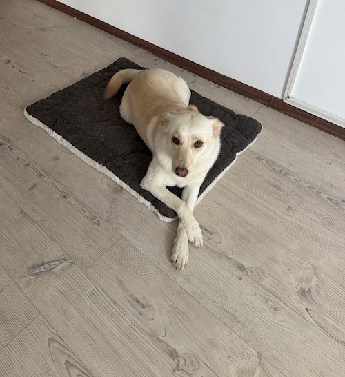 Roberta- petsitter București sau Bonă pentru animale pentru câini pisici 