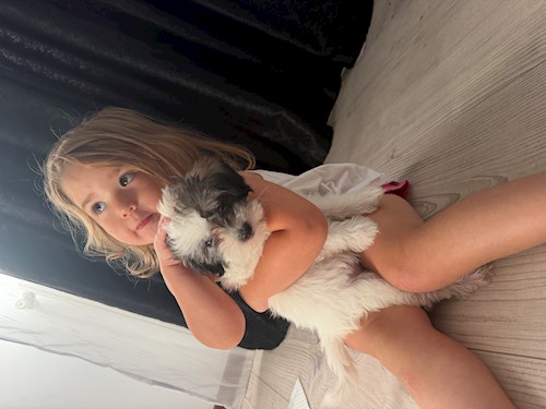 Roberta- petsitter București sau Bonă pentru animale pentru câini pisici 