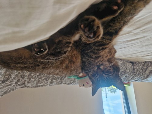 Ema- petsitter Timișoara sau Bonă pentru animale pentru câini pisici 