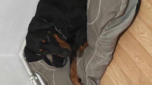 Remus- petsitter București sau Bonă pentru animale pentru câini pisici 