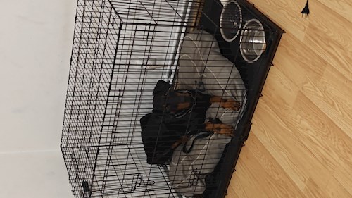 Remus- petsitter București sau Bonă pentru animale pentru câini pisici 