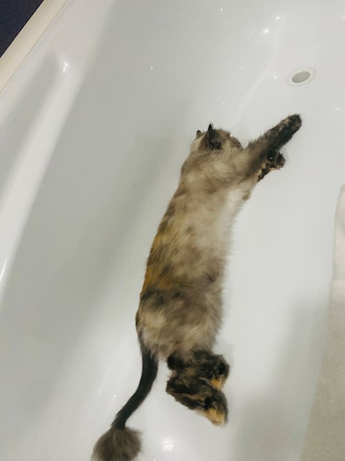 Andreea- petsitter București vagy Állat szitter a kutyák cicák 