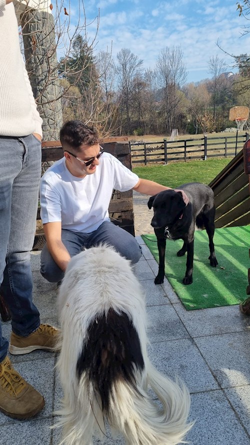 Bogdan- petsitter București or Pet nanny for dogs cats 
