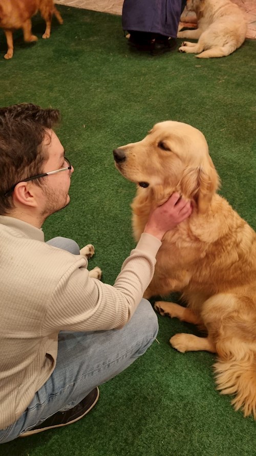 Bogdan- petsitter București or Pet nanny for dogs cats 