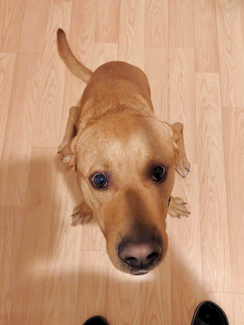 Remus- petsitter București sau Bonă pentru animale pentru câini pisici 
