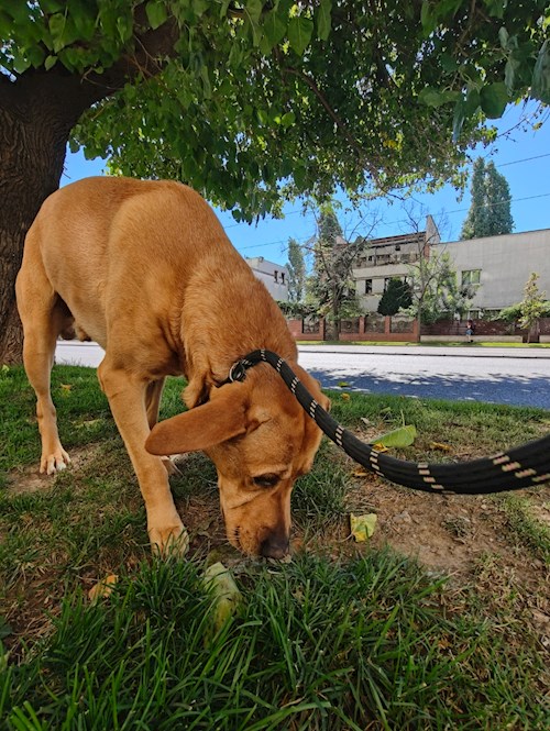 Remus- petsitter București sau Bonă pentru animale pentru câini pisici 