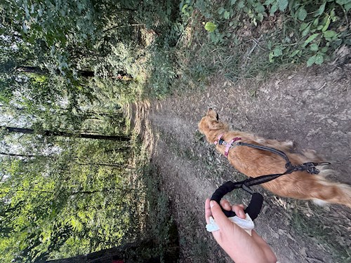 Ksenia- petsitter Mogoșoaia vagy Állat szitter a kutyák cicák 