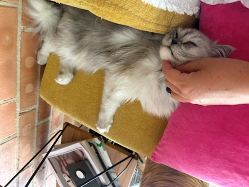 Ksenia- petsitter Mogoșoaia vagy Állat szitter a kutyák cicák 