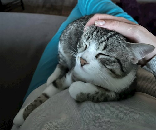 Ksenia- petsitter Mogoșoaia vagy Állat szitter a kutyák cicák 