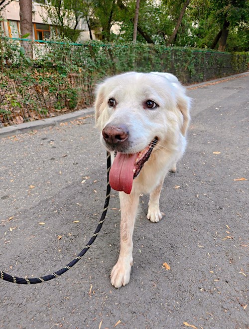 Remus- petsitter București sau Bonă pentru animale pentru câini pisici 
