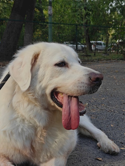 Remus- petsitter București sau Bonă pentru animale pentru câini pisici 