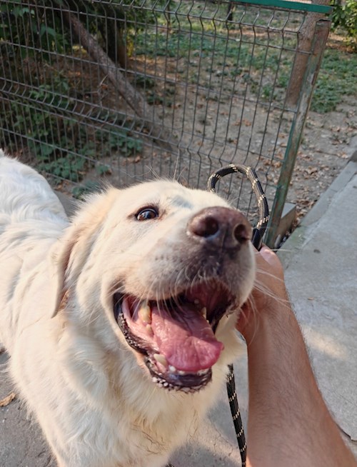 Remus- petsitter București vagy Állat szitter a kutyák cicák 