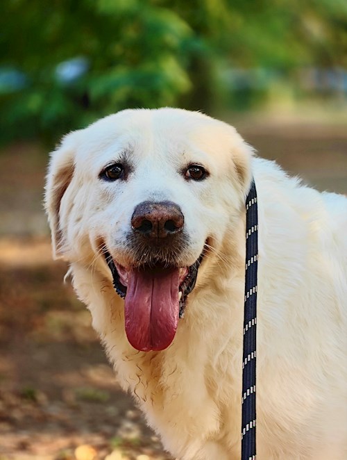 Remus- petsitter București vagy Állat szitter a kutyák cicák 