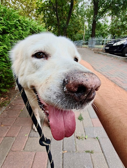 Remus- petsitter București vagy Állat szitter a kutyák cicák 